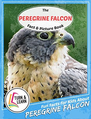 Read Online The Peregrine Falcon Fact and Picture Book: Fun Facts for Kids About Peregrine Falcon (Turn and Learn) - Gina McIntyre | PDF